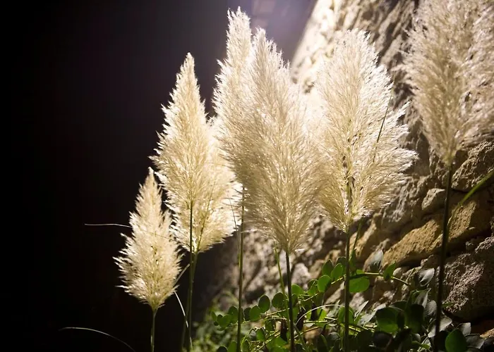 Hotel Cernia Isola Botanica 3*